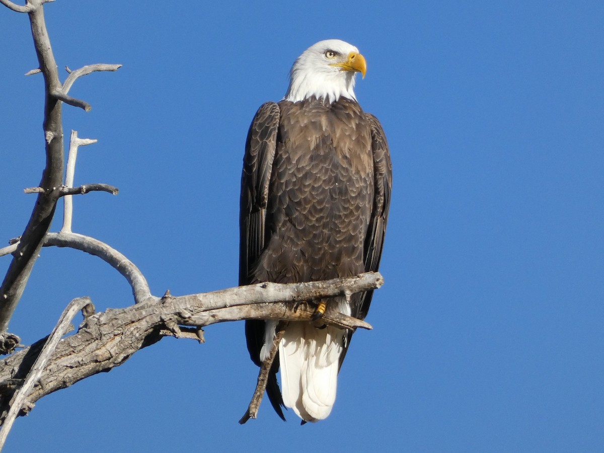 Weißkopf-Seeadler - ML611945782