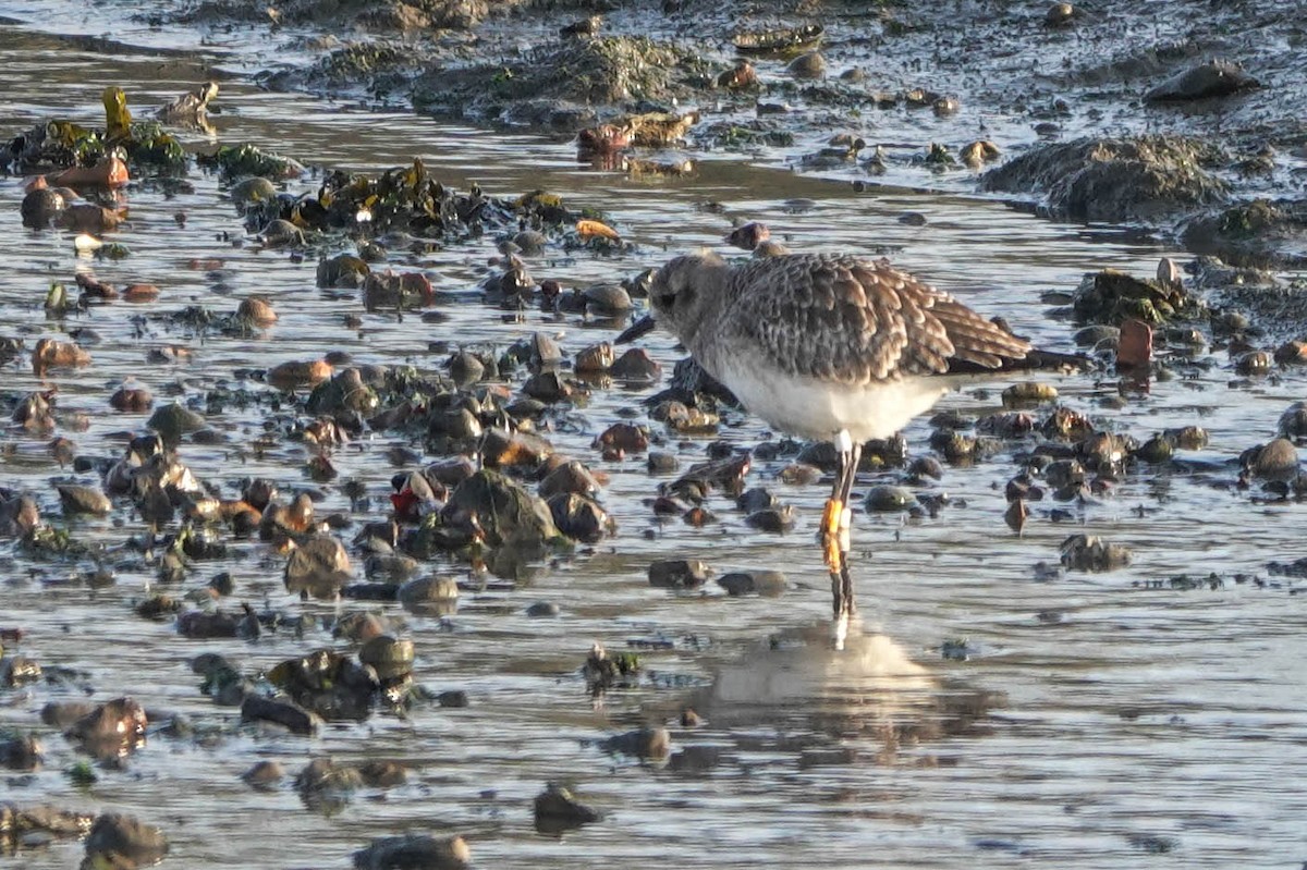 Black-bellied Plover - ML611945788