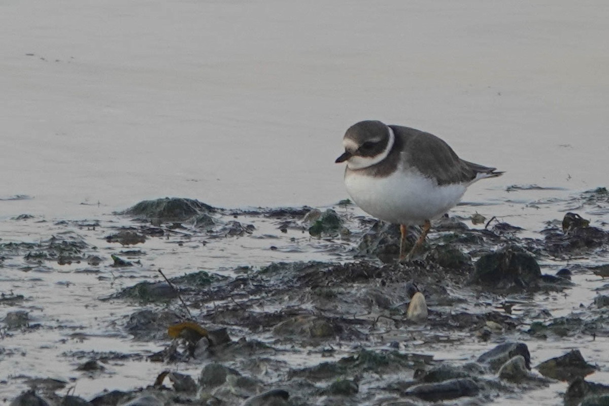 Common Ringed Plover - ML611945792