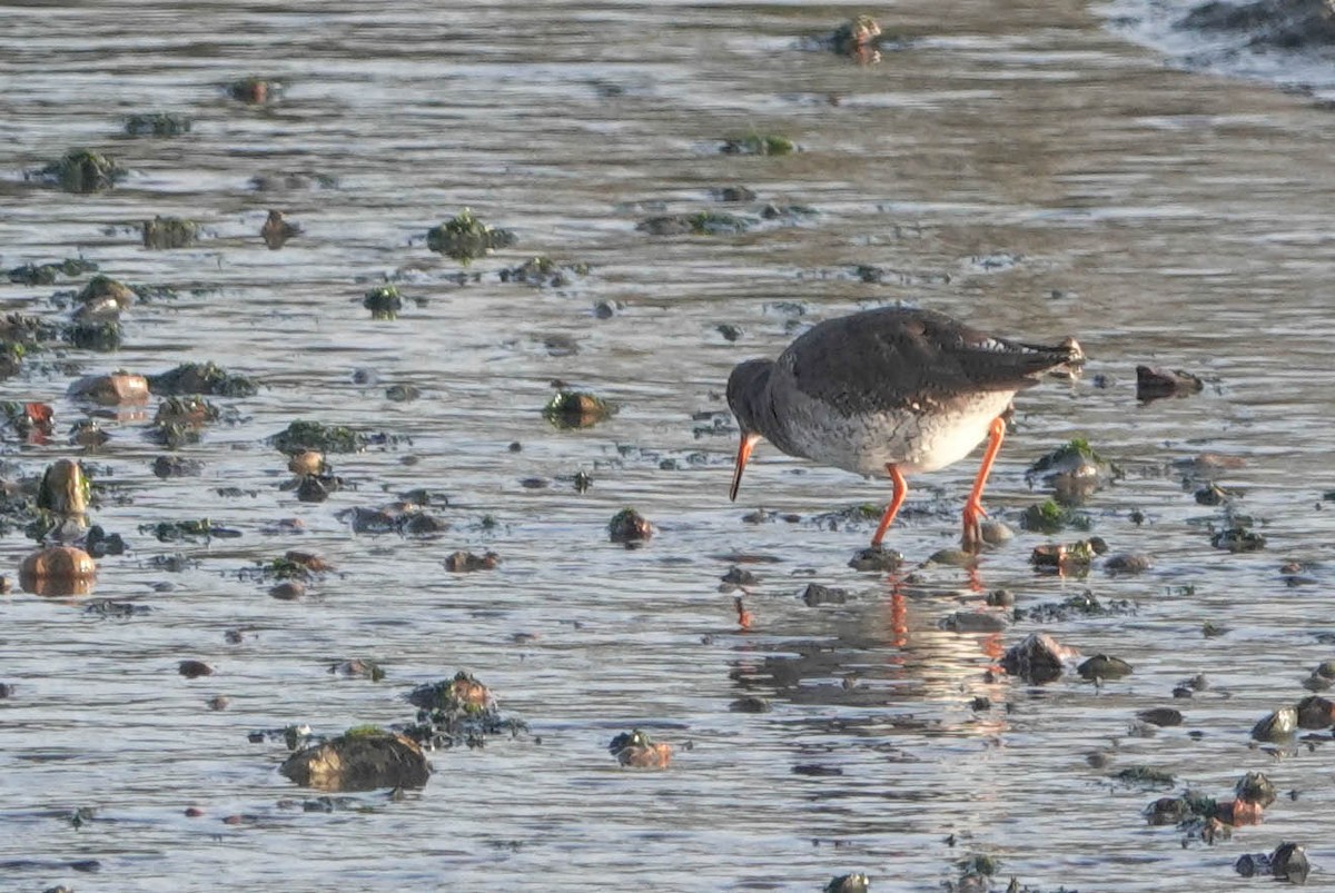 Common Redshank - Robert Wright