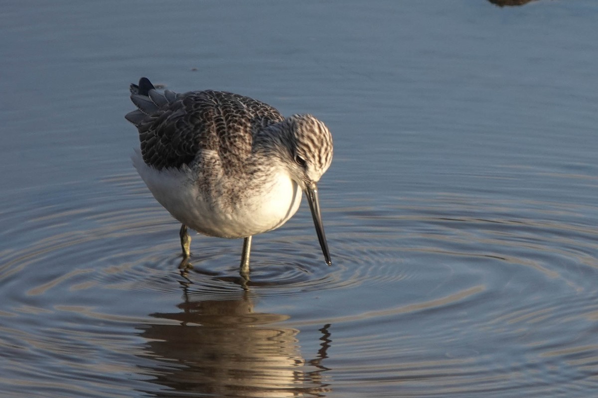 Common Greenshank - ML611945814