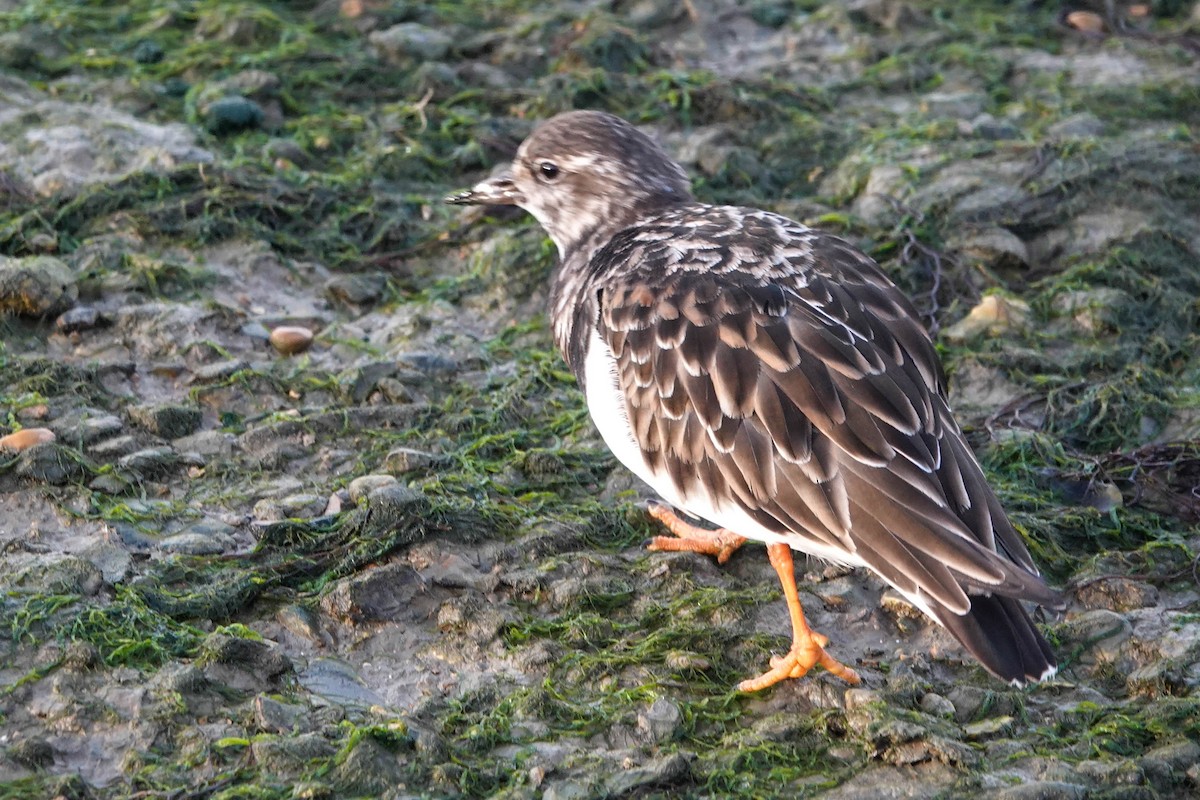 Ruddy Turnstone - ML611945822