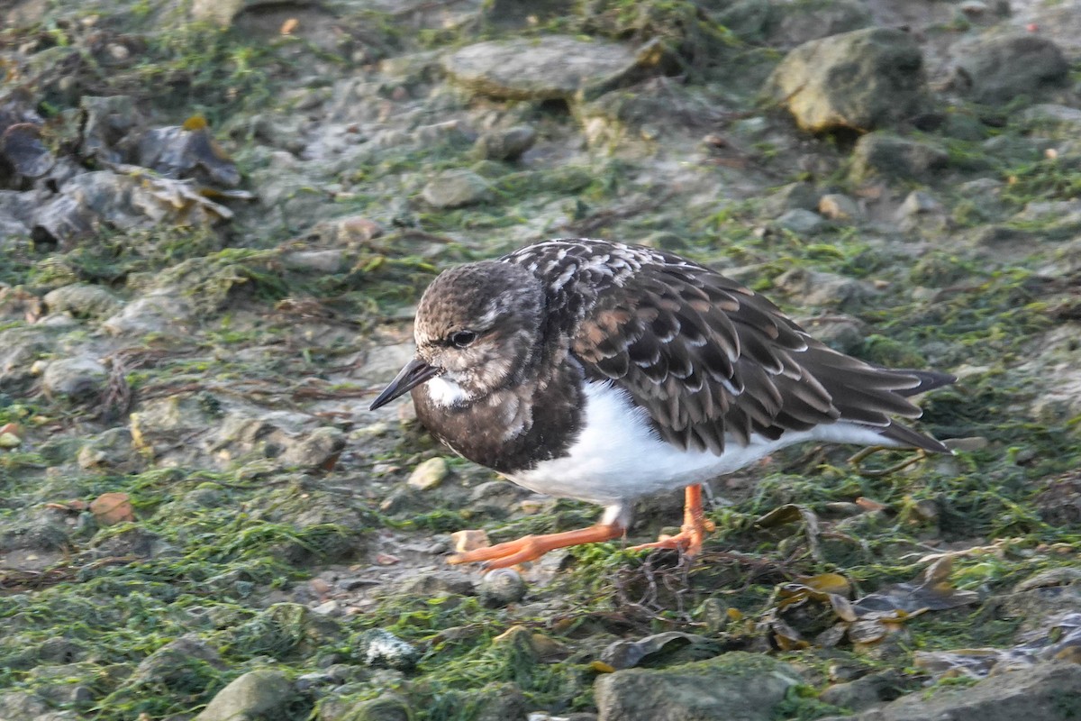 Ruddy Turnstone - ML611945823