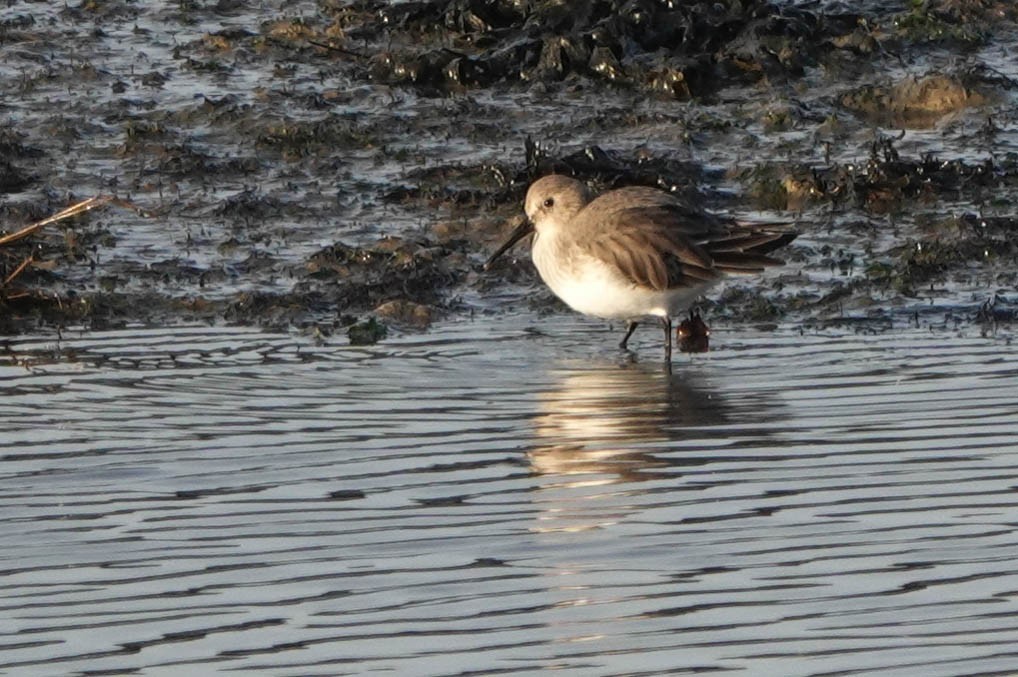 Dunlin - ML611945829