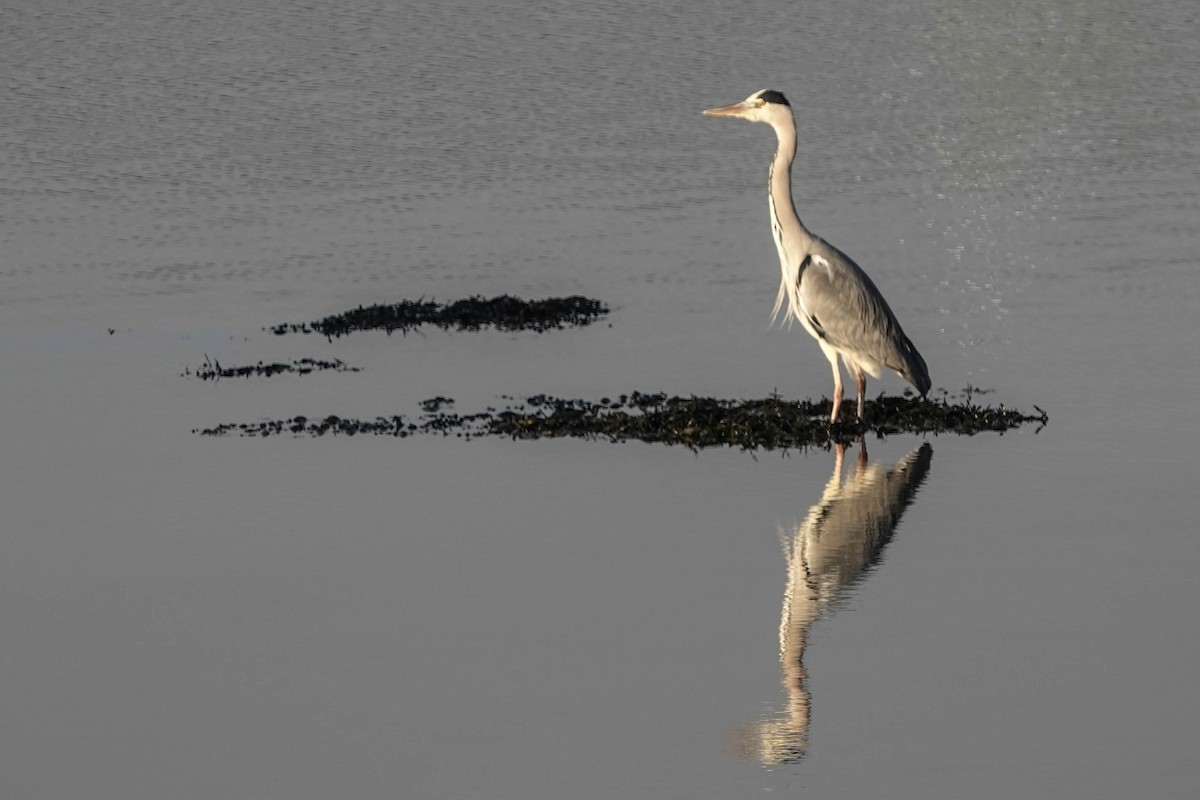 Gray Heron - ML611945839