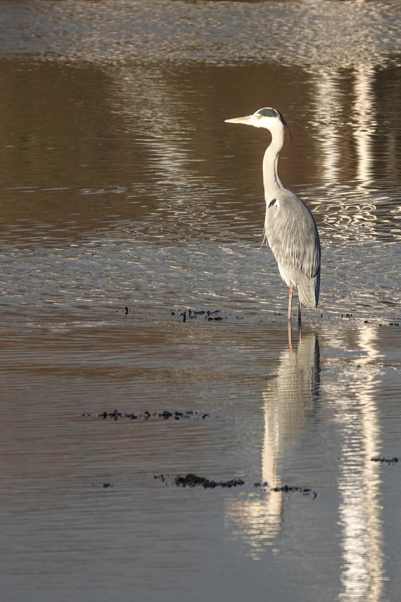 Gray Heron - ML611945840