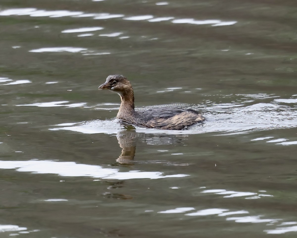 Pied-billed Grebe - ML611946043