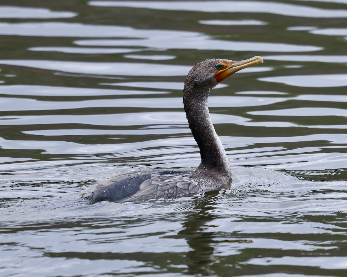 Double-crested Cormorant - ML611946084