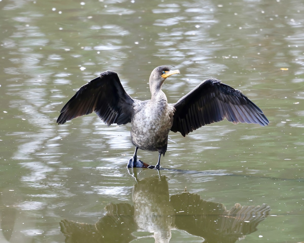 Double-crested Cormorant - ML611946085