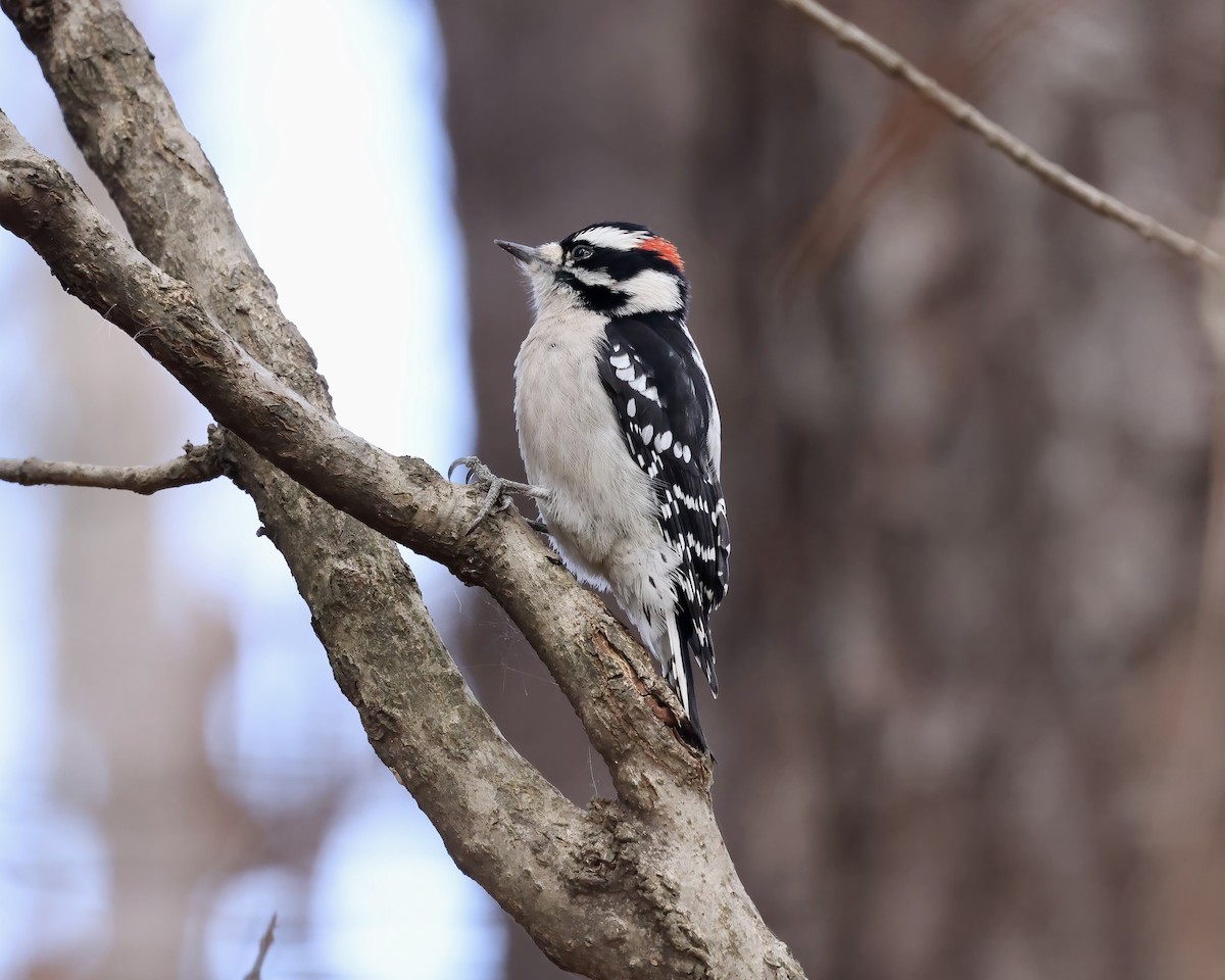 Downy Woodpecker - ML611946107