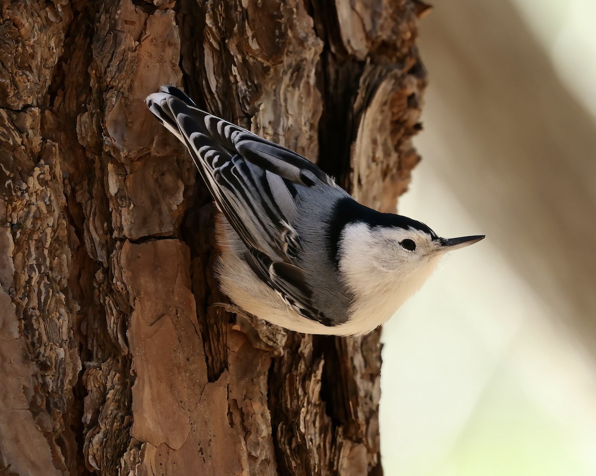White-breasted Nuthatch - ML611946113