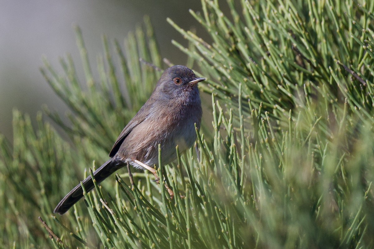 Dartford Warbler - John Vieira