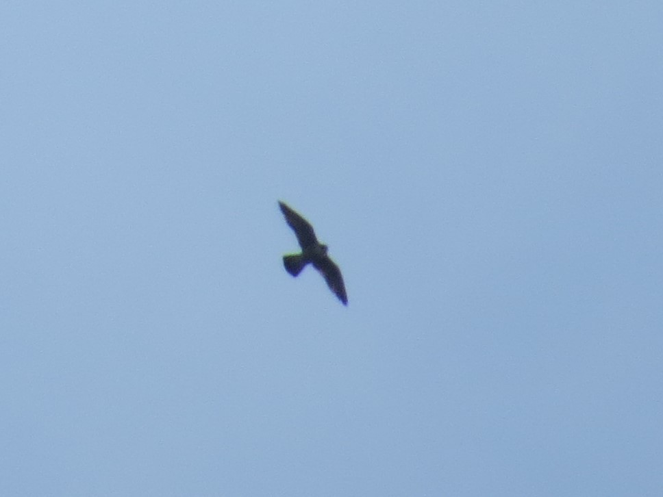 Peregrine Falcon - Robert Lengacher