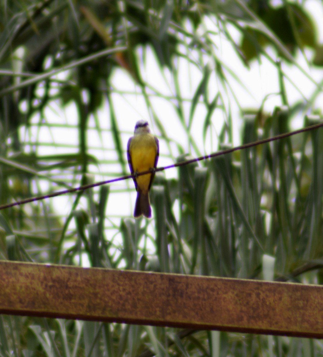 Tropical Kingbird - ML61194651