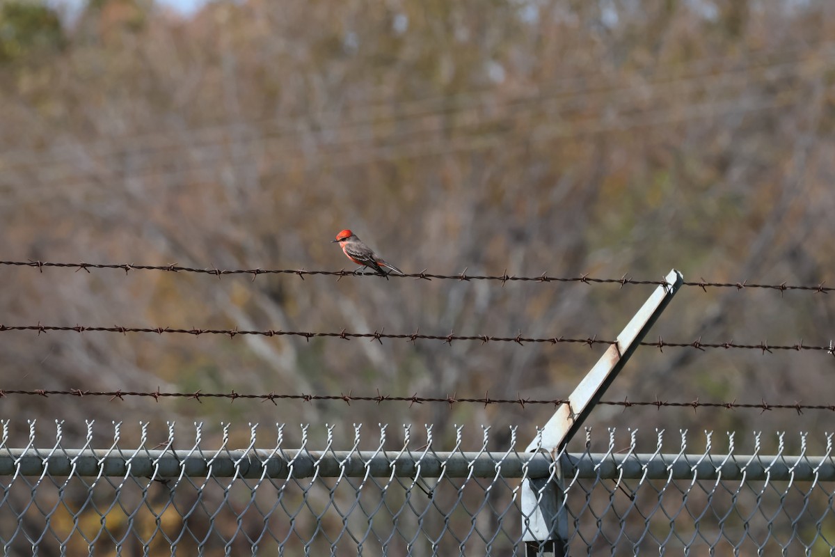 Vermilion Flycatcher - ML611946574