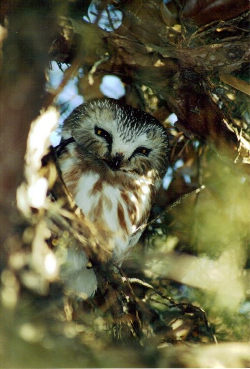 Northern Saw-whet Owl - Nicholas March