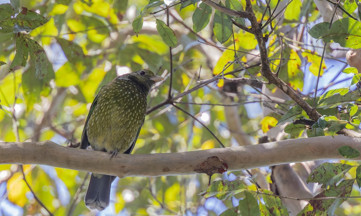 Green Catbird - ML611946917