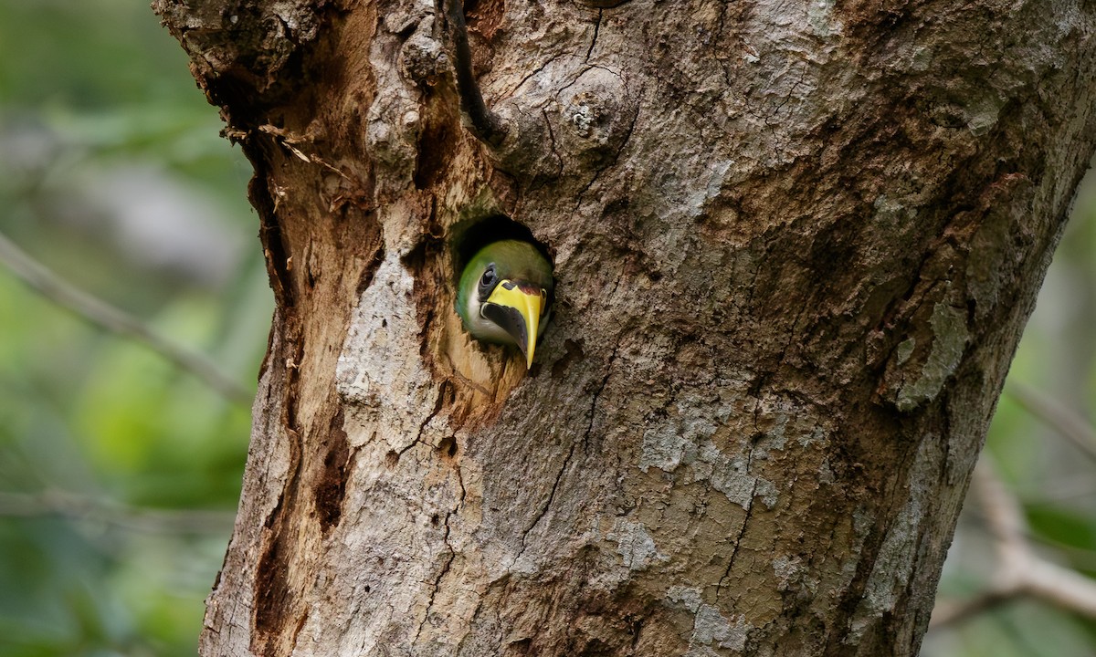 Northern Emerald-Toucanet - ML611946949