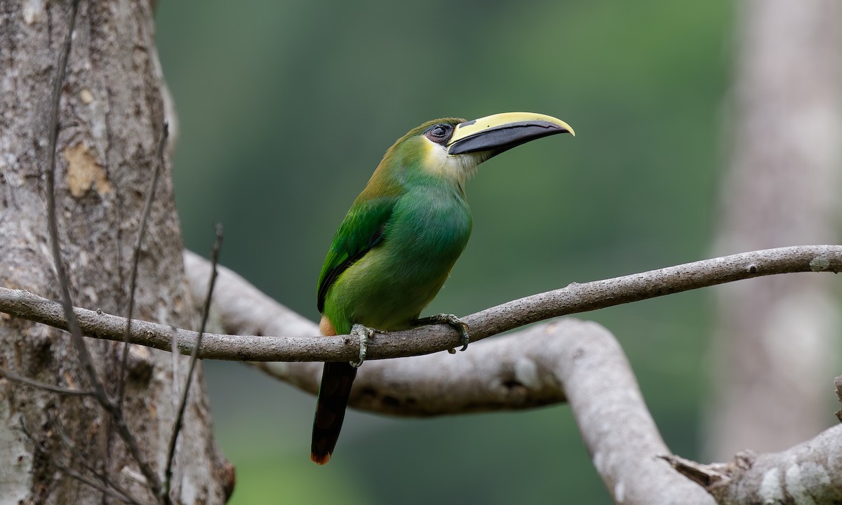 Northern Emerald-Toucanet - Steve Kelling