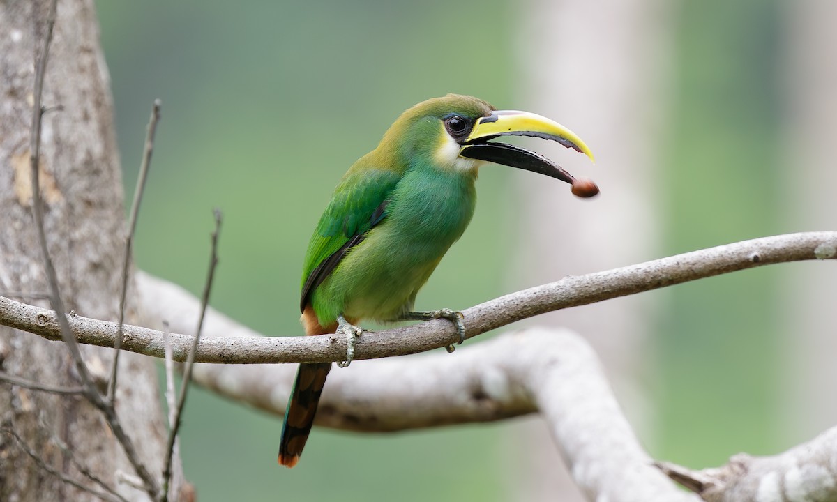 Northern Emerald-Toucanet - ML611946951