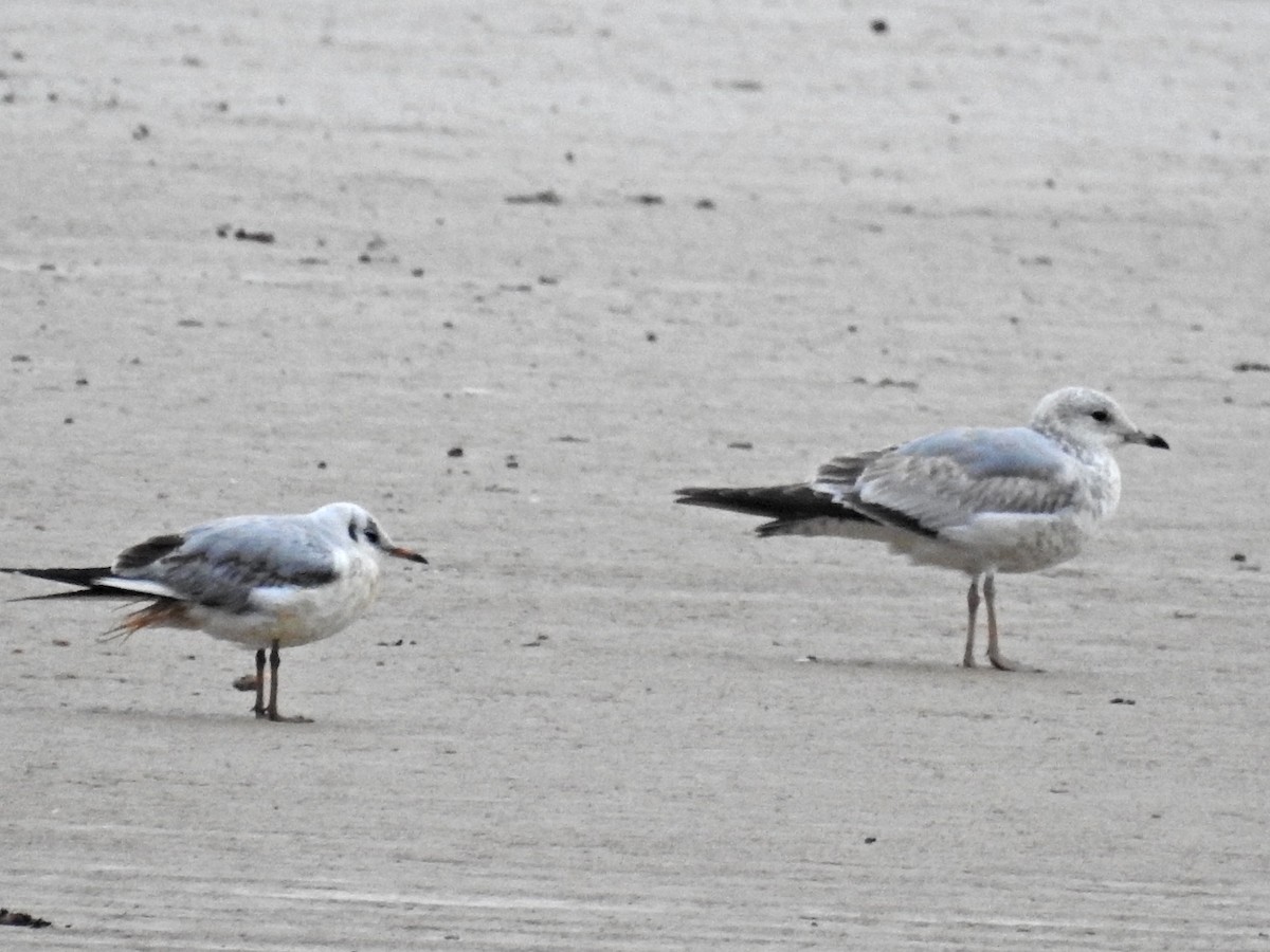 Common Gull - ML611946957