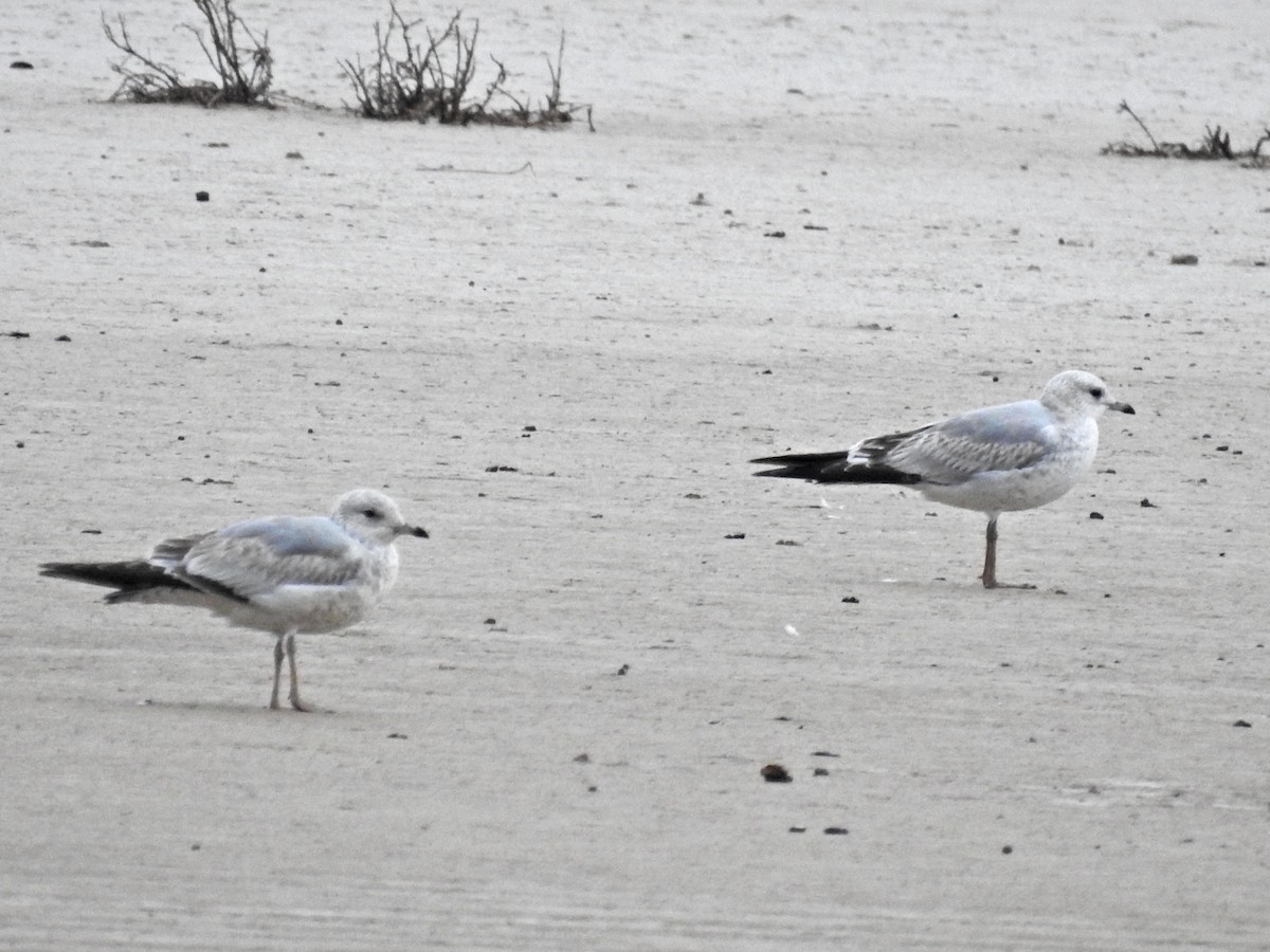 Common Gull - ML611946958