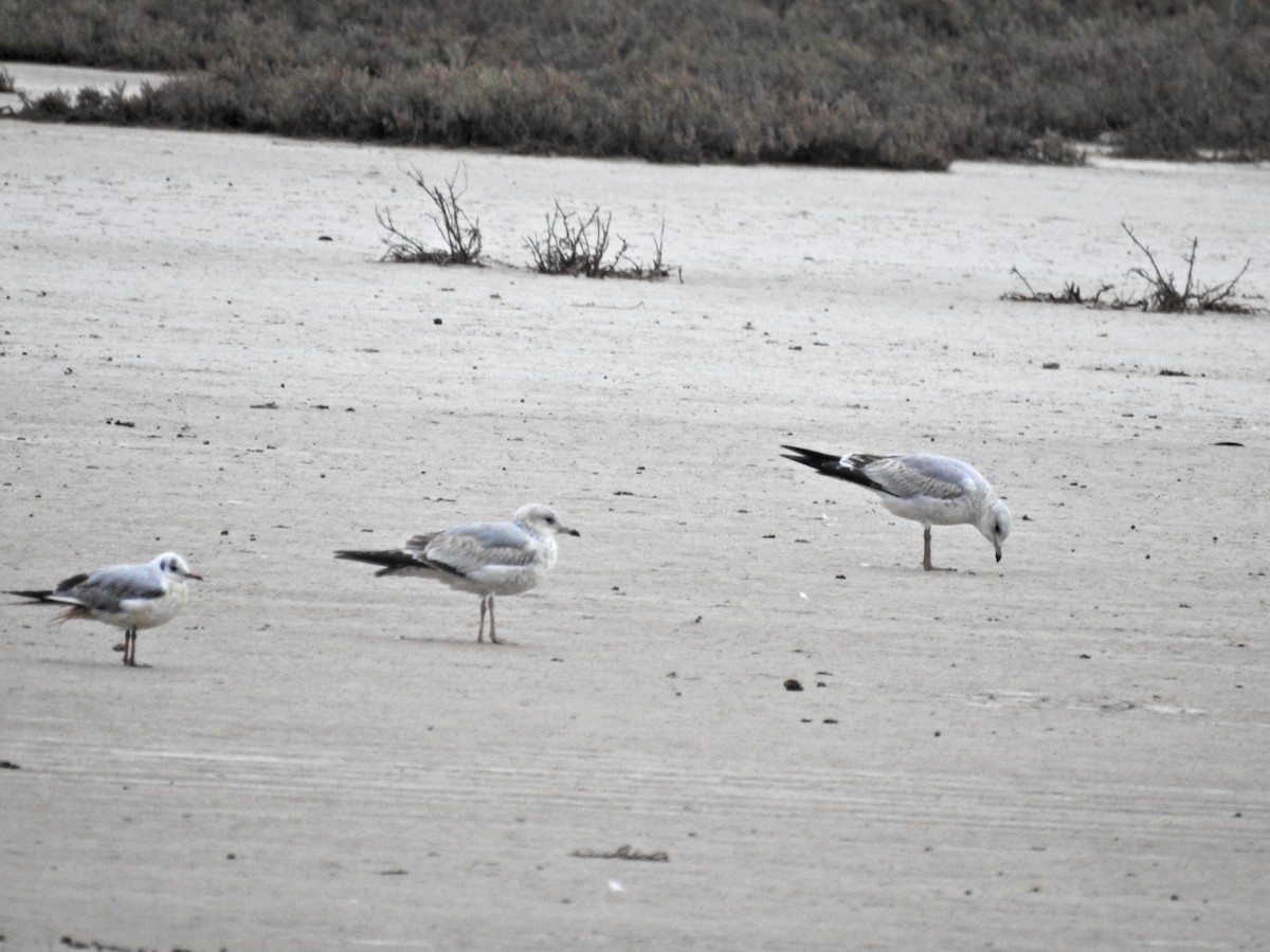 Common Gull - ML611946959