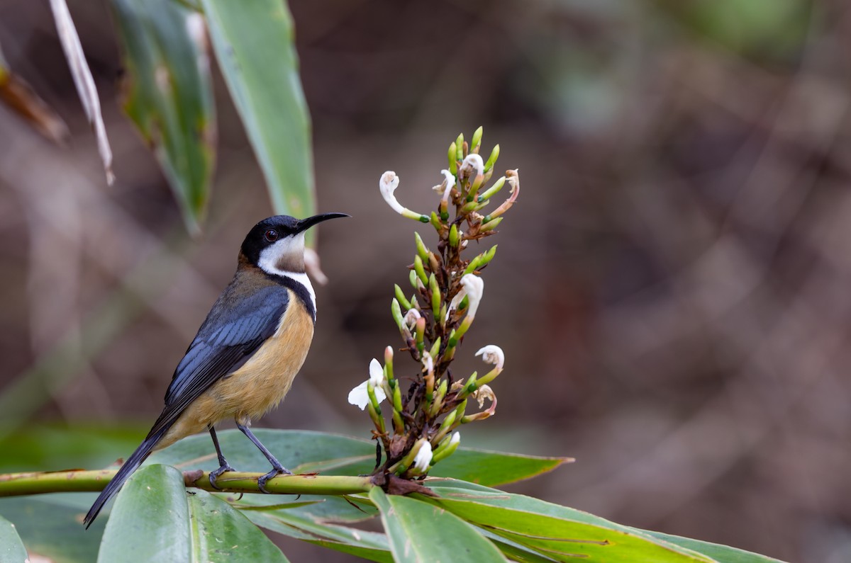 Eastern Spinebill - ML611946983