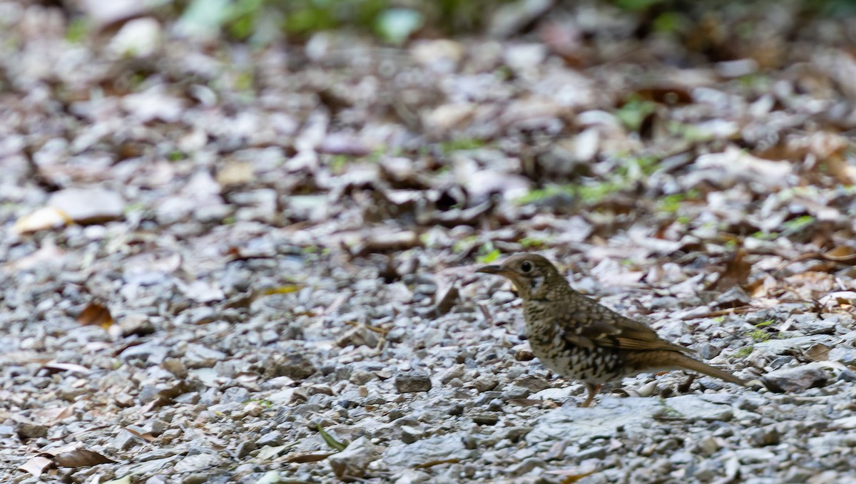 Russet-tailed Thrush - ML611947001