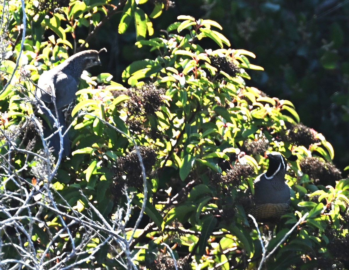 California Quail - ML611947120