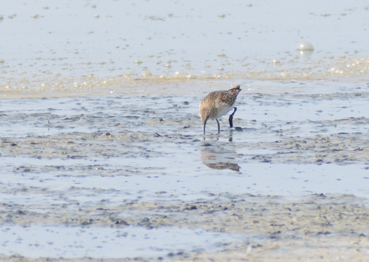 Baird's Sandpiper - ML611947121