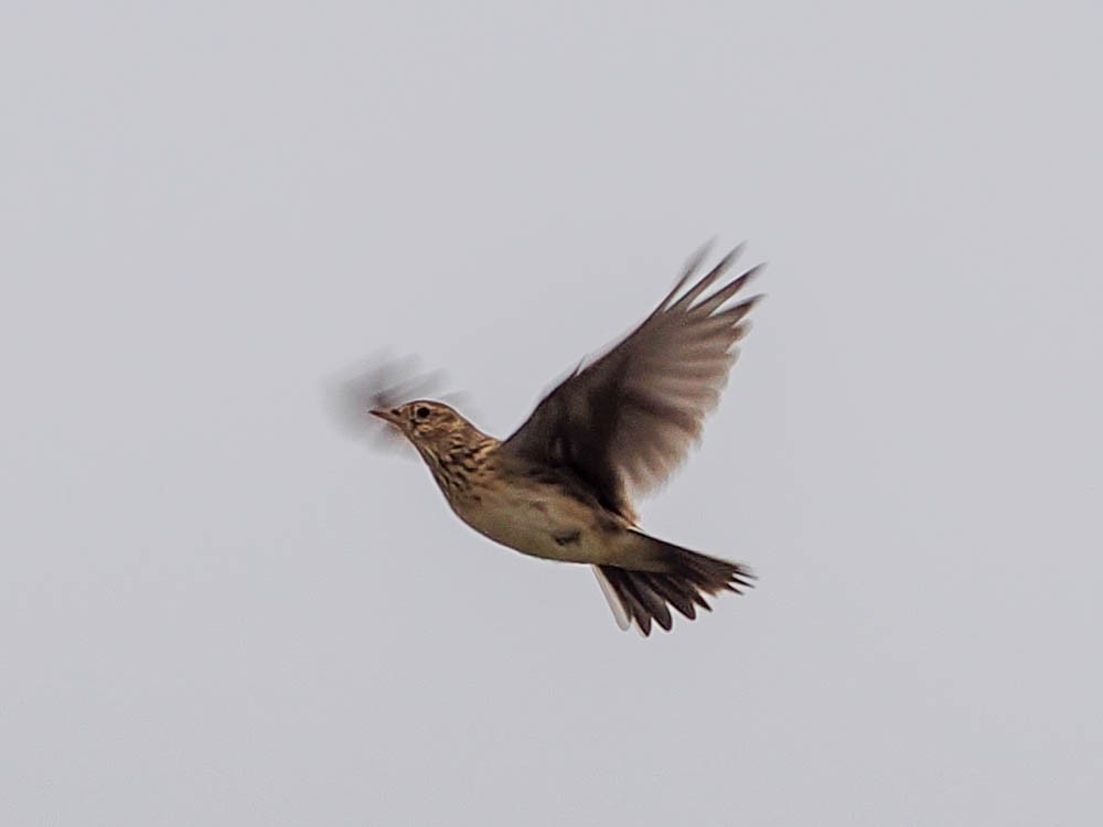 Meadow Pipit - ML611947160