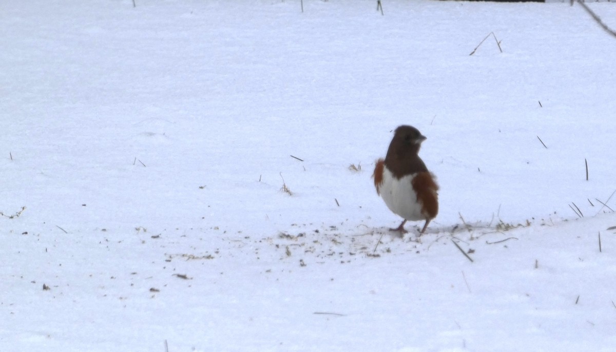 Eastern Towhee - Claude Deschênes