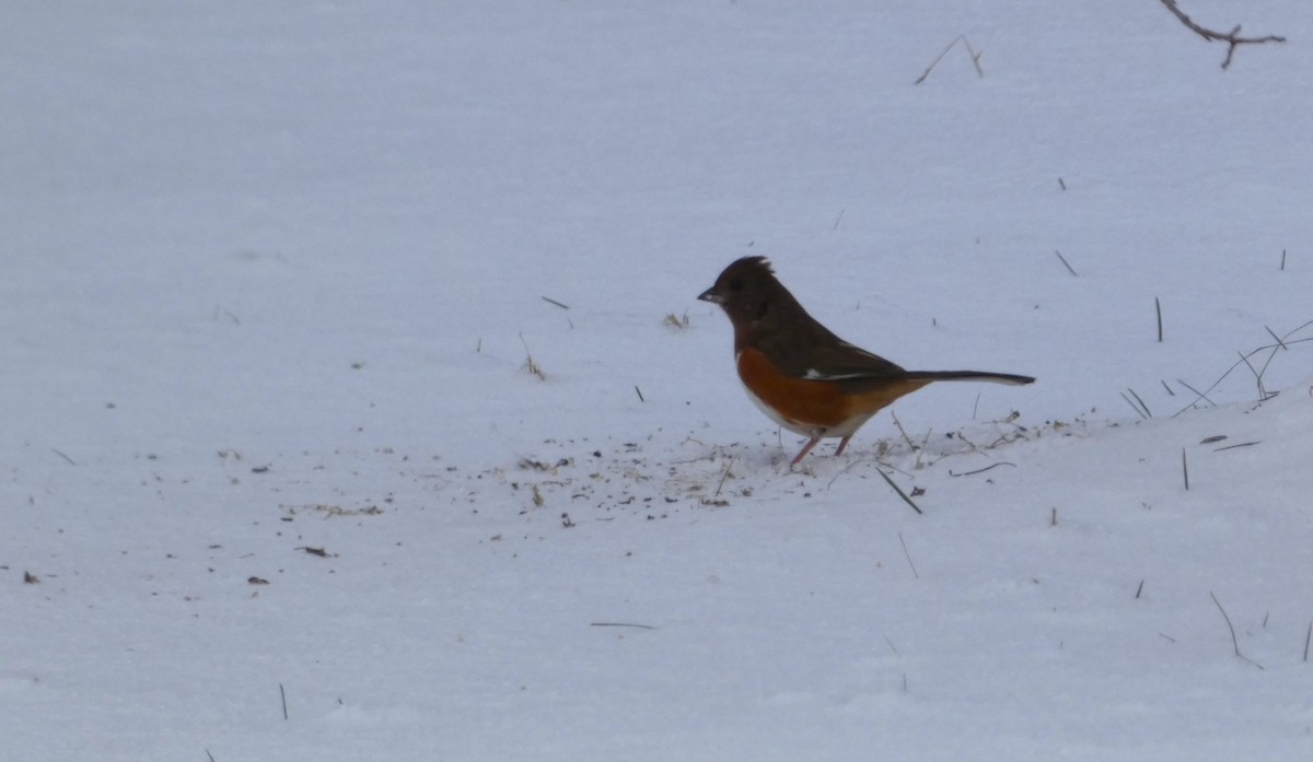 Eastern Towhee - Claude Deschênes