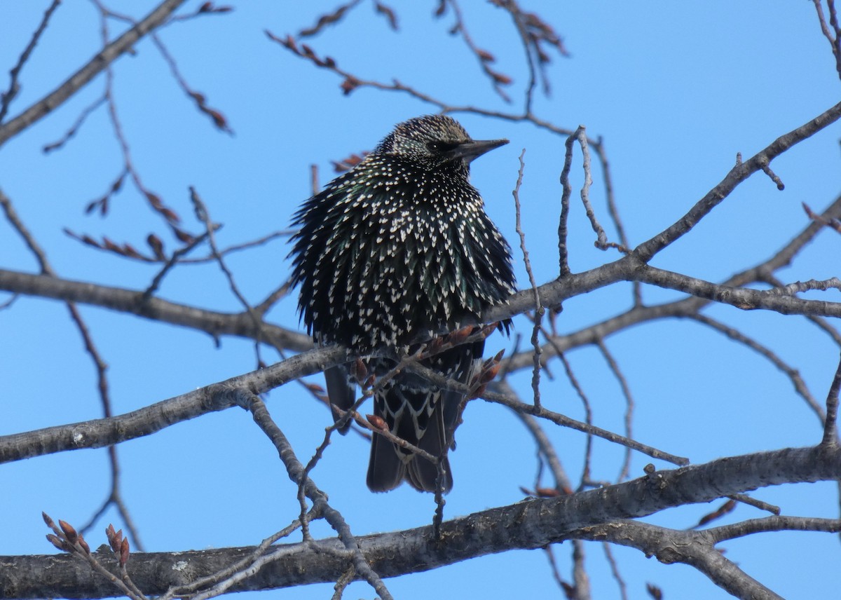 European Starling - ML611947280