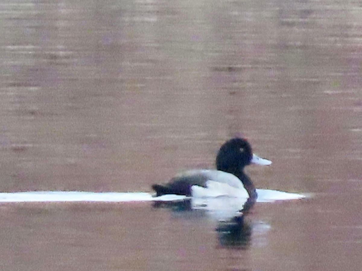 Greater Scaup - ML611947312