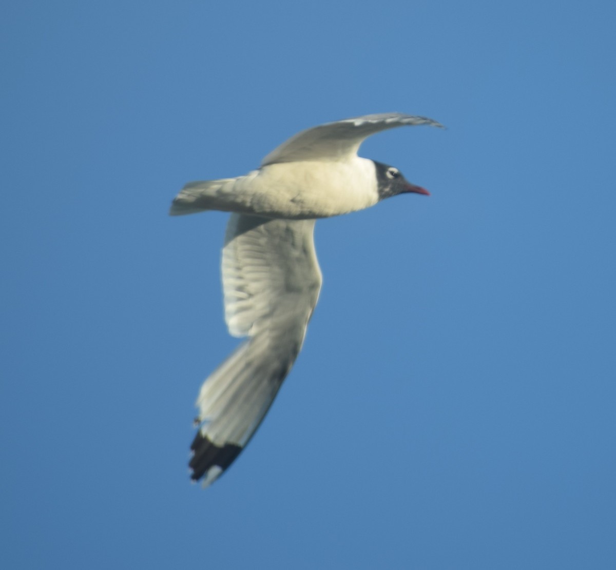 Franklin's Gull - ML611947354