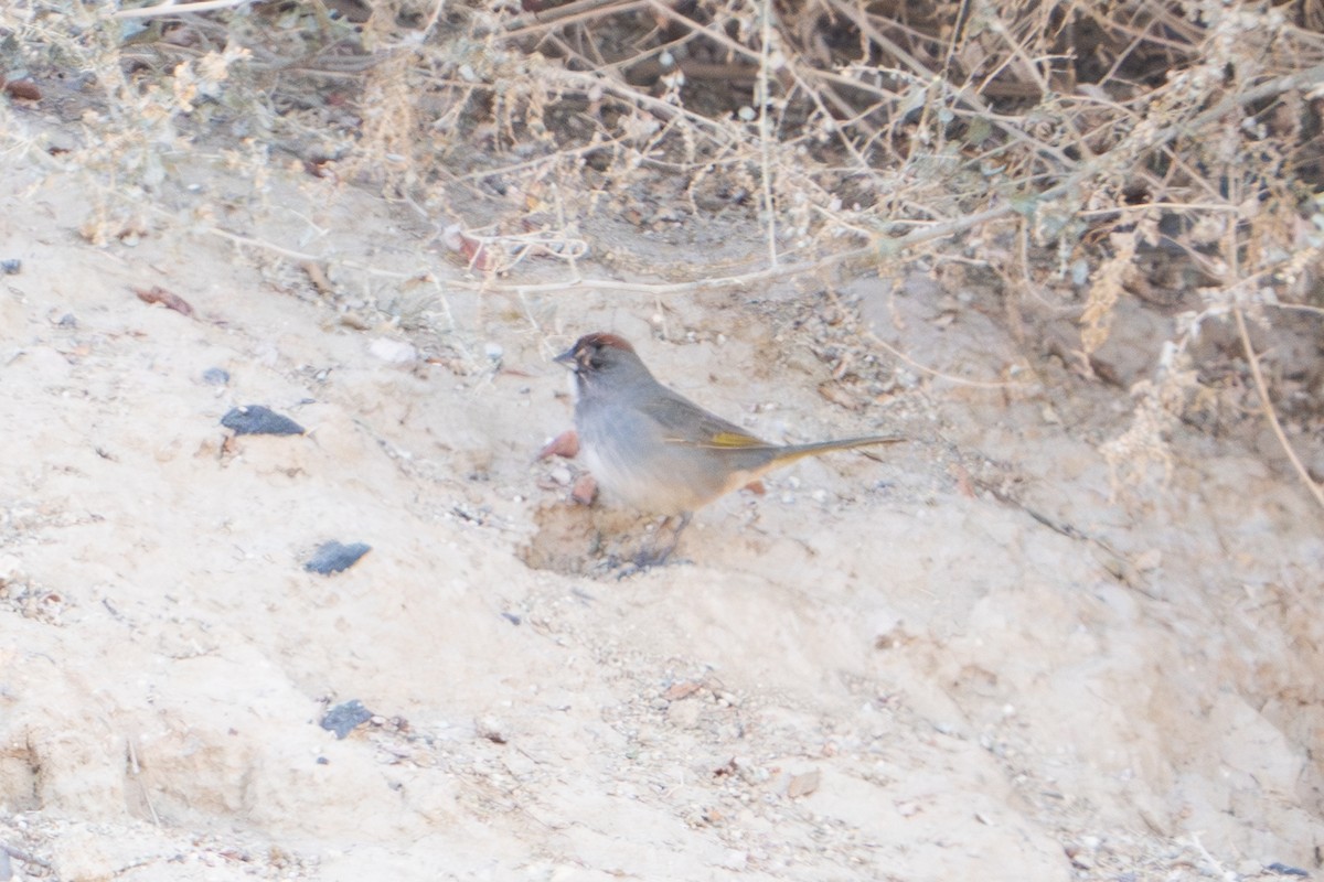 Green-tailed Towhee - David Anderson