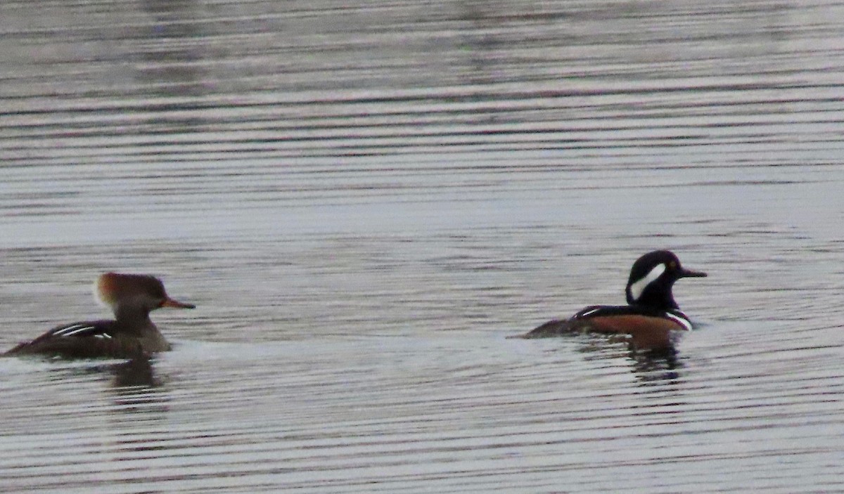 Hooded Merganser - Oliver Pechenik