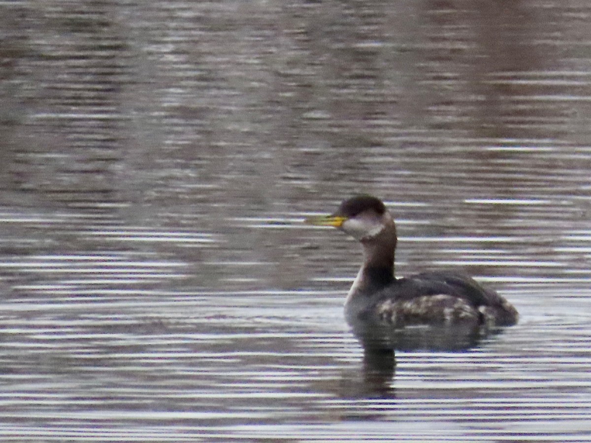 Red-necked Grebe - ML611947380