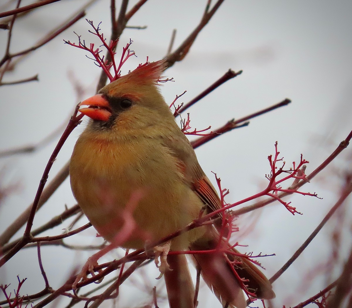 Northern Cardinal - ML611947398