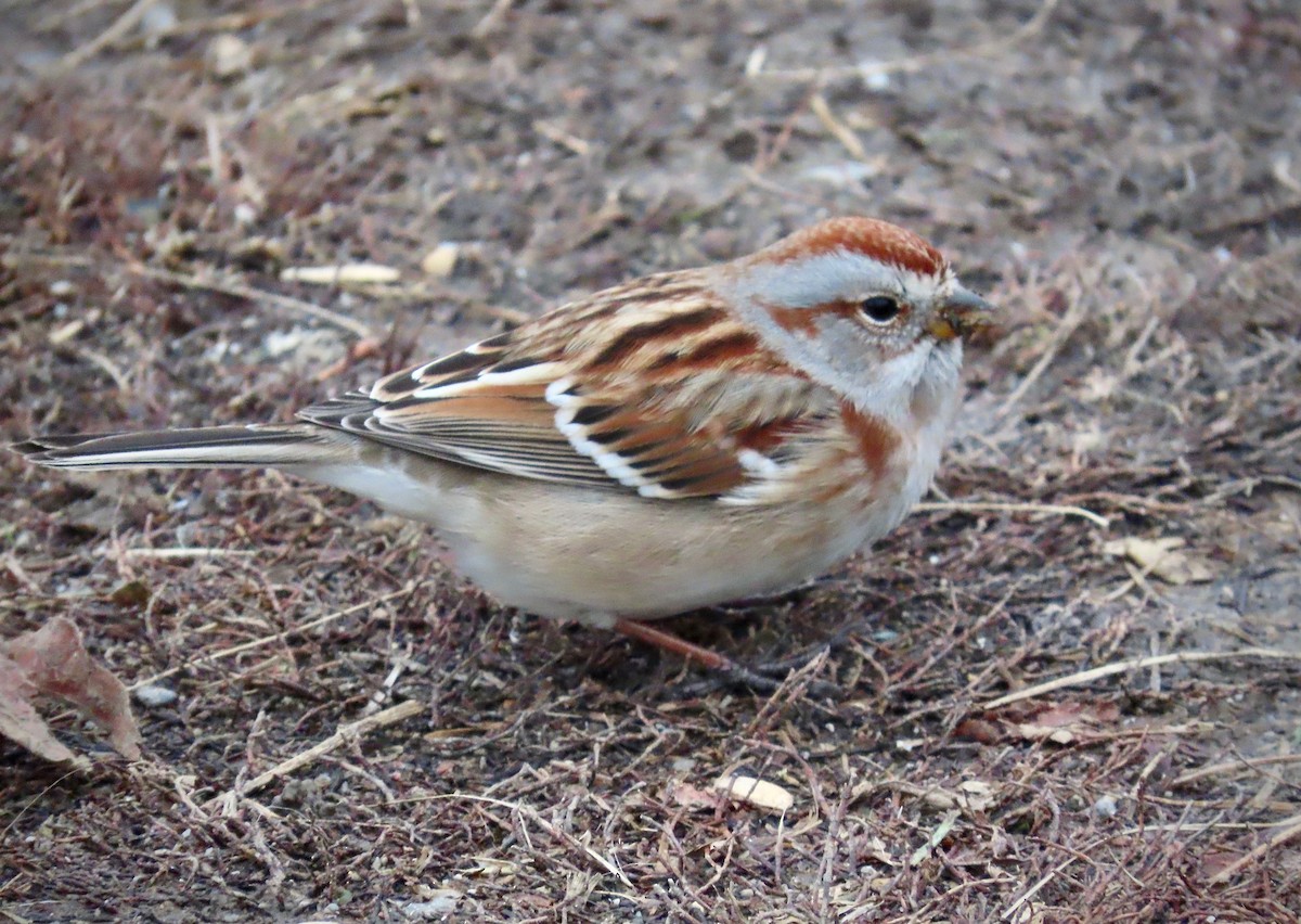 American Tree Sparrow - ML611947403