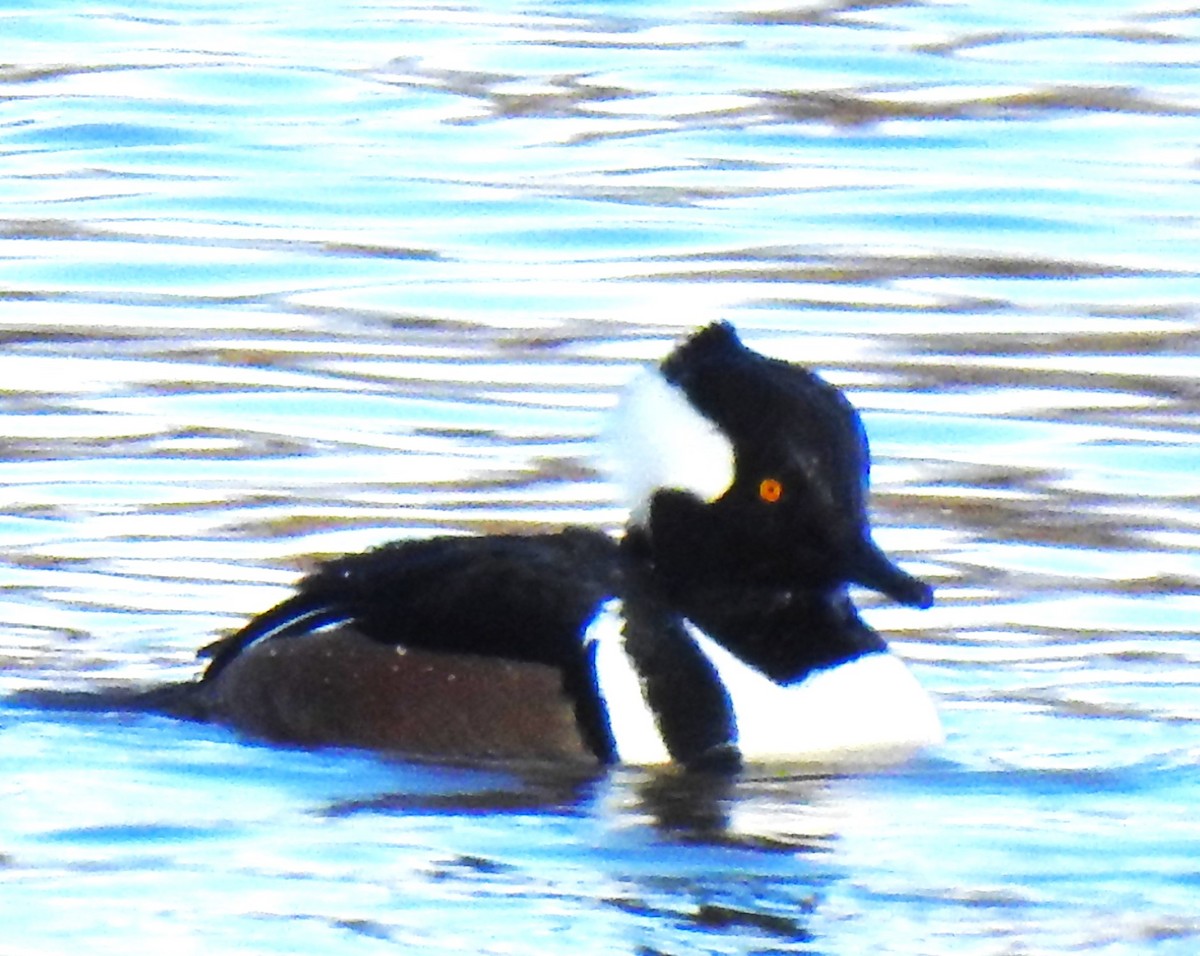 Hooded Merganser - ML611947456