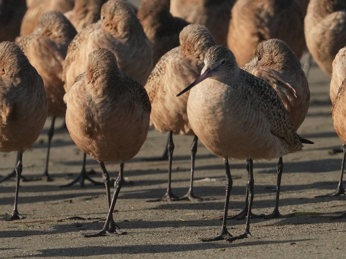 Marbled Godwit - ML611947493