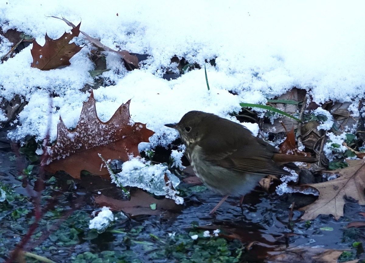 Hermit Thrush - ML611947521