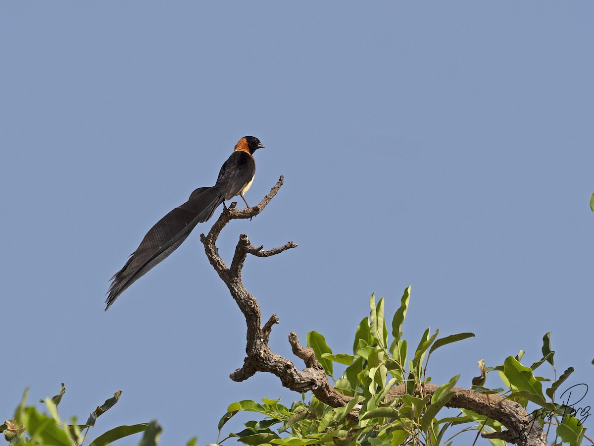 Sahel Paradise-Whydah - Jus Pérez Martín