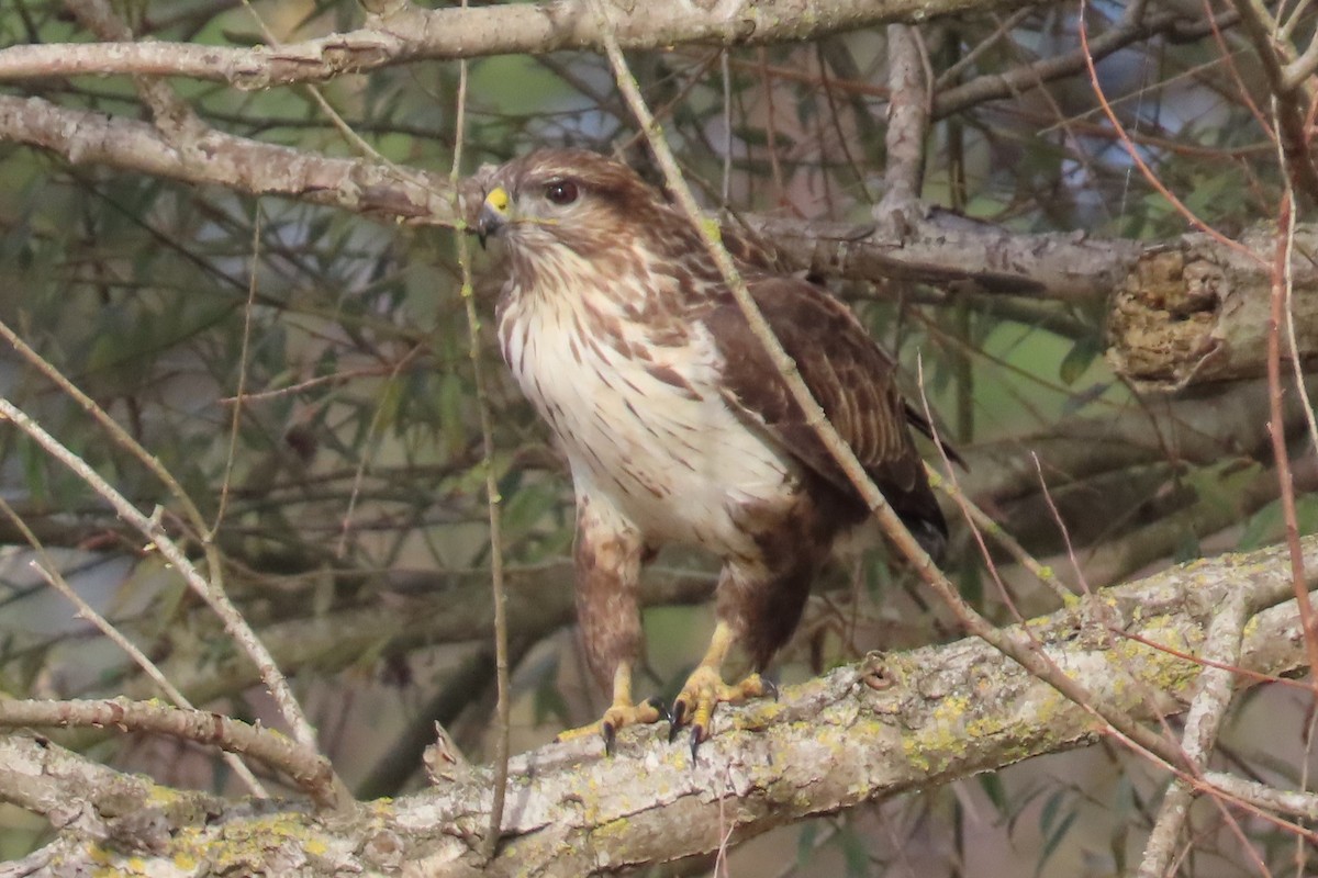 Mäusebussard - ML611947631