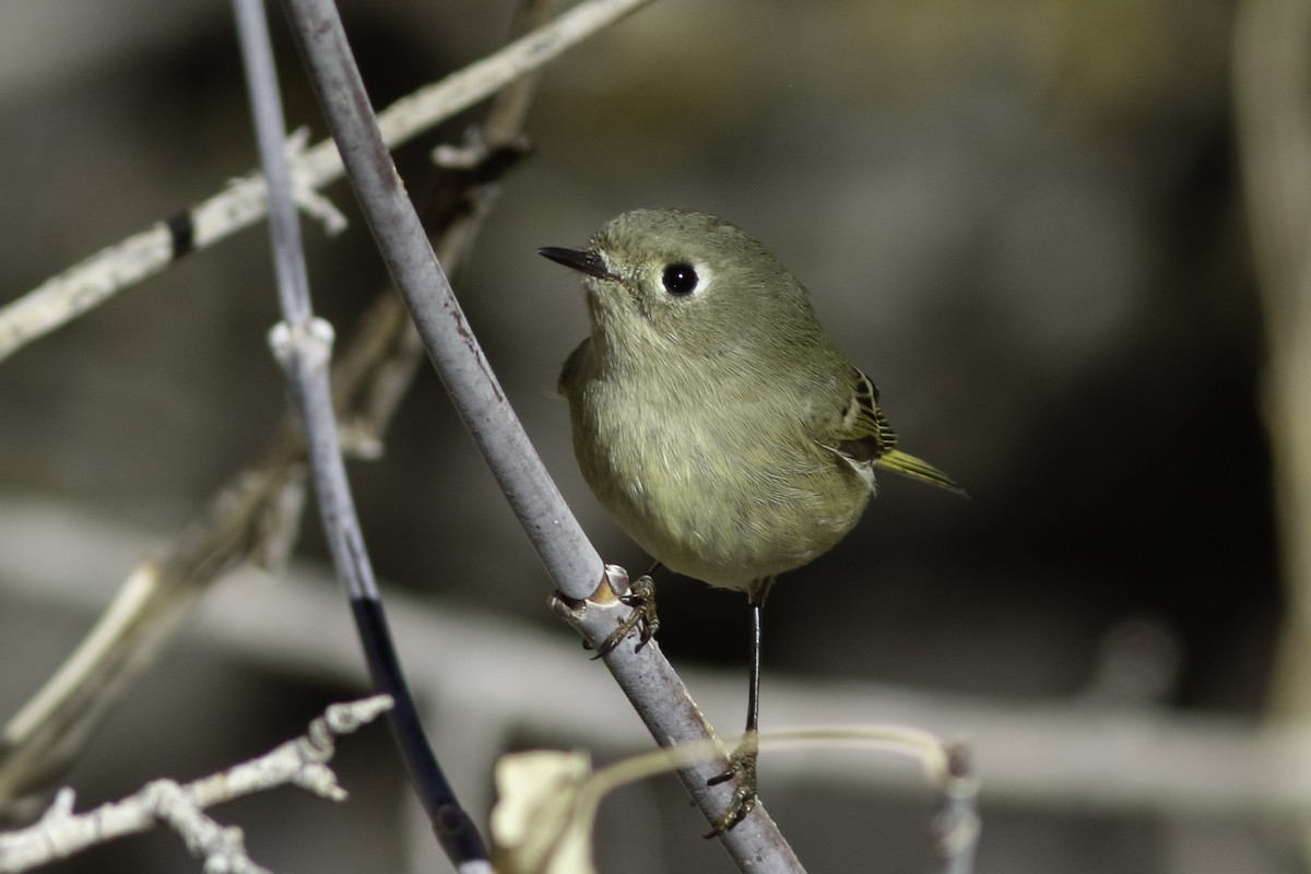 Ruby-crowned Kinglet - ML611947638