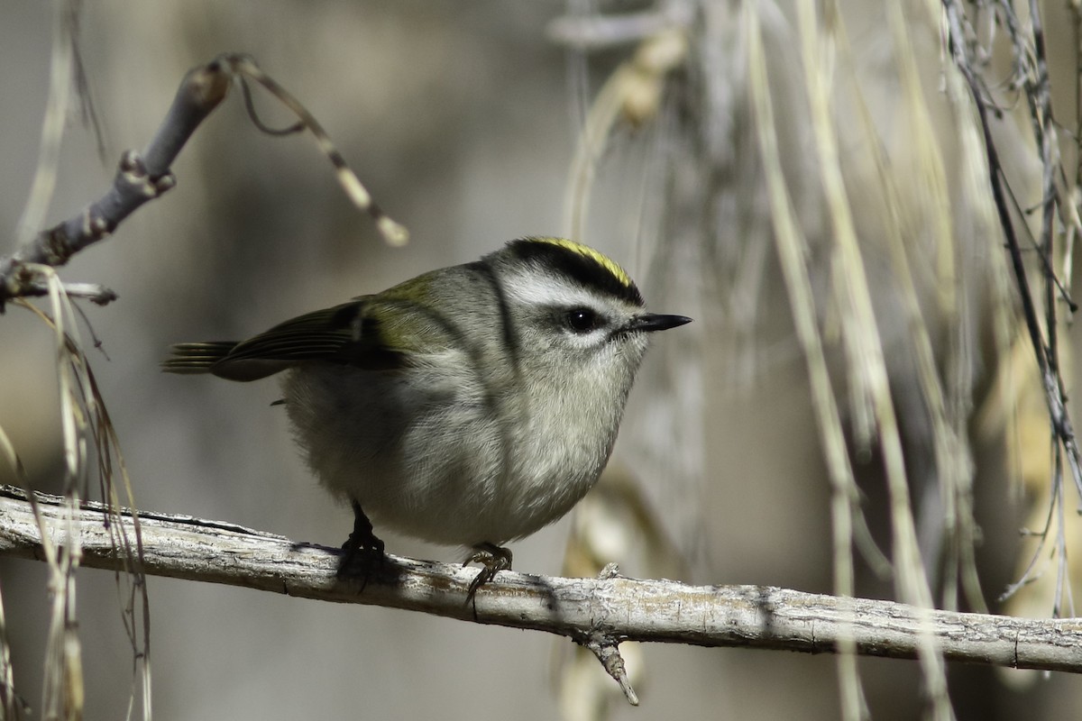 Golden-crowned Kinglet - ML611947669