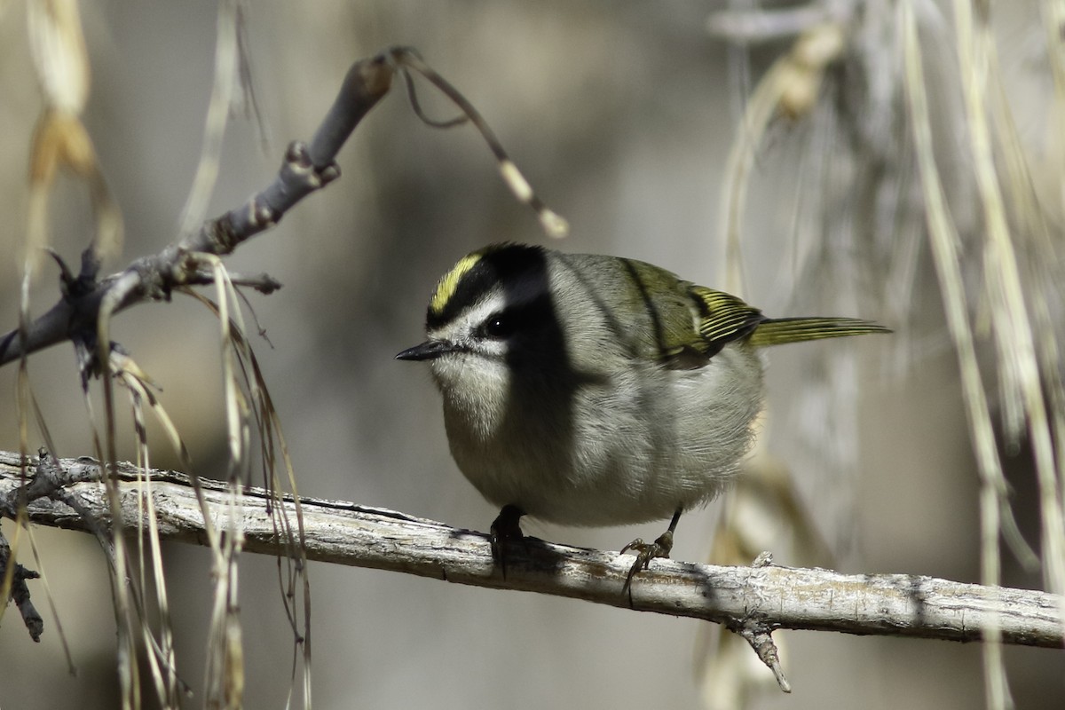 Golden-crowned Kinglet - ML611947670